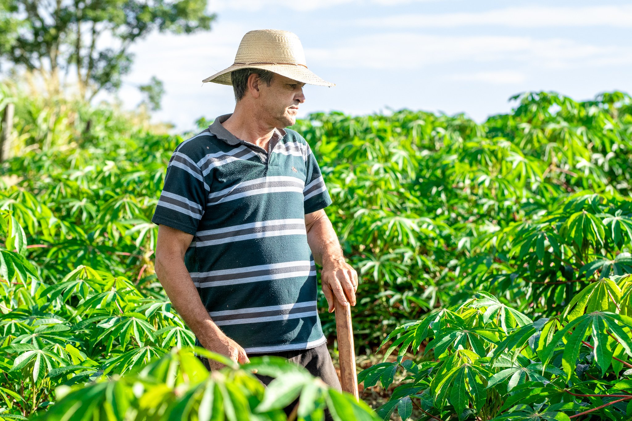 Grower Story: Airton Marioti