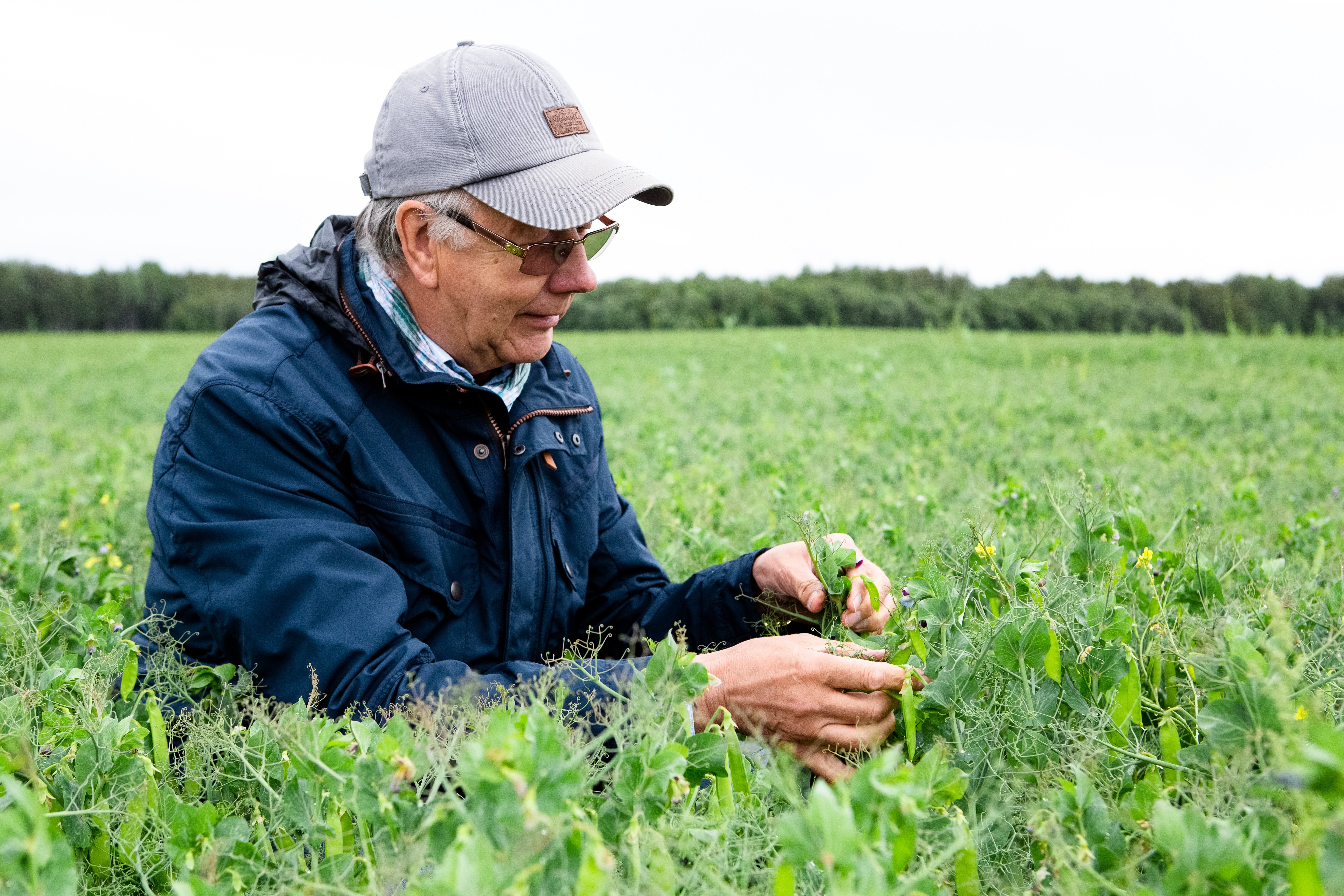 Grower Story: Andrejs Hansons