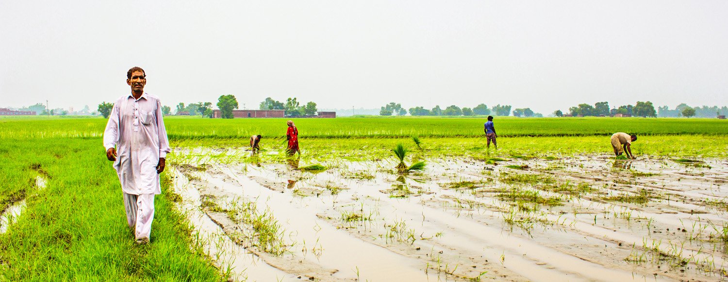 "Farmer's Friend" Organic Rice Syrups Launch In North America