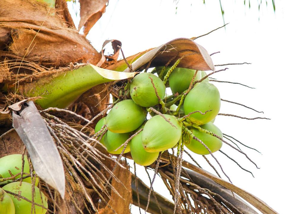 Coconut tree coconut pant