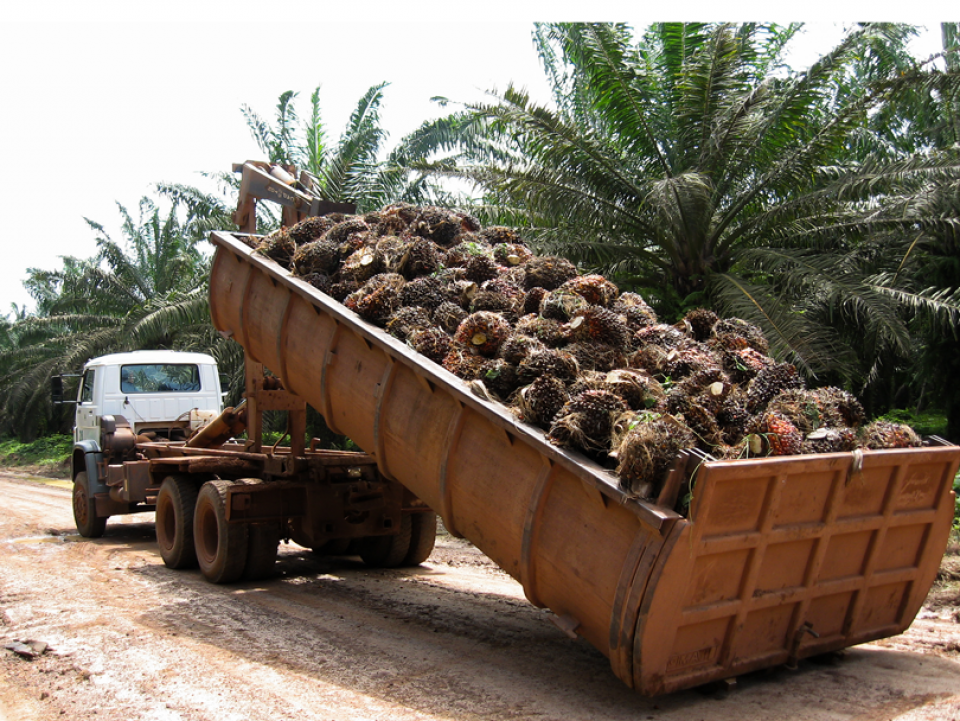 truckload of palm 