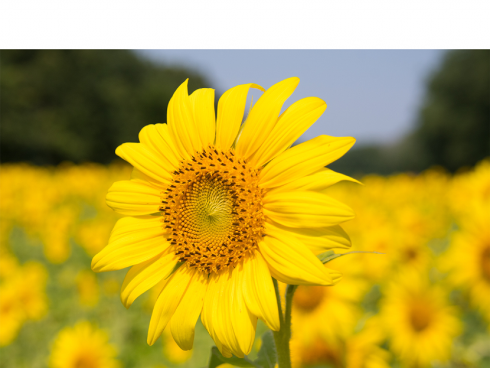sunflower field 
