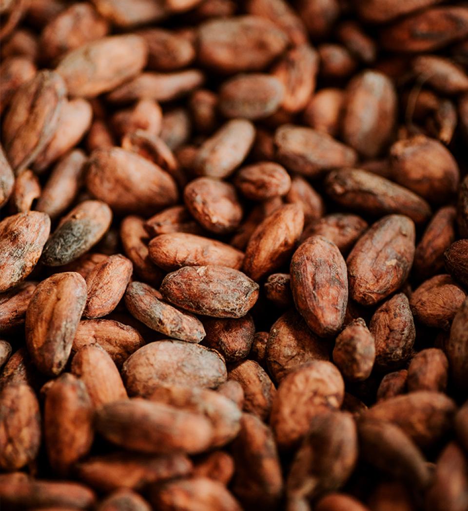 Organic fermented cocoa beans for cocoa butter