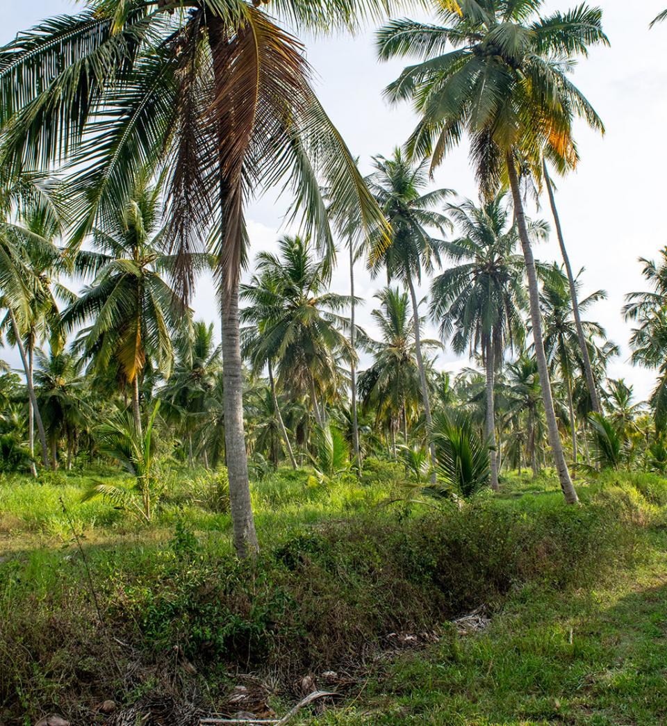 Organic coconut plantations