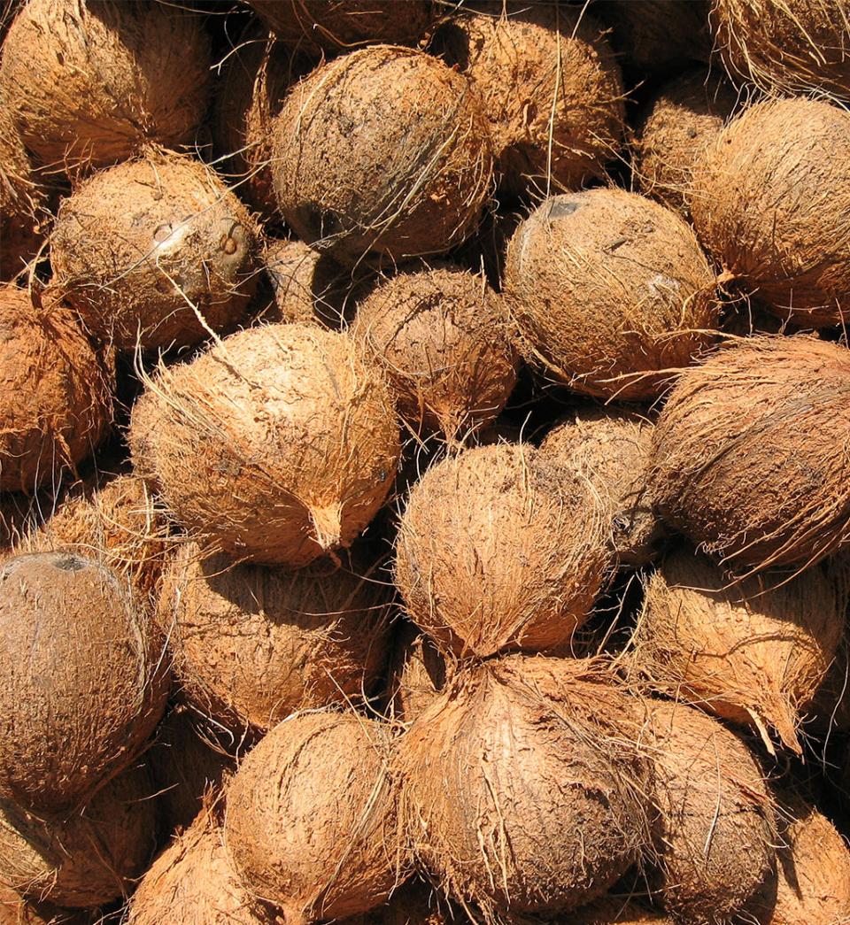 Organic coconuts for shredded coconut