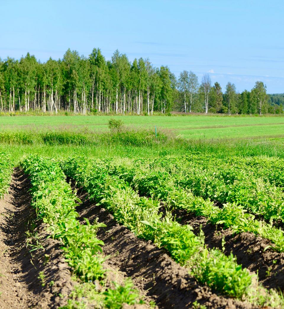 Organic potato fields for potato starch