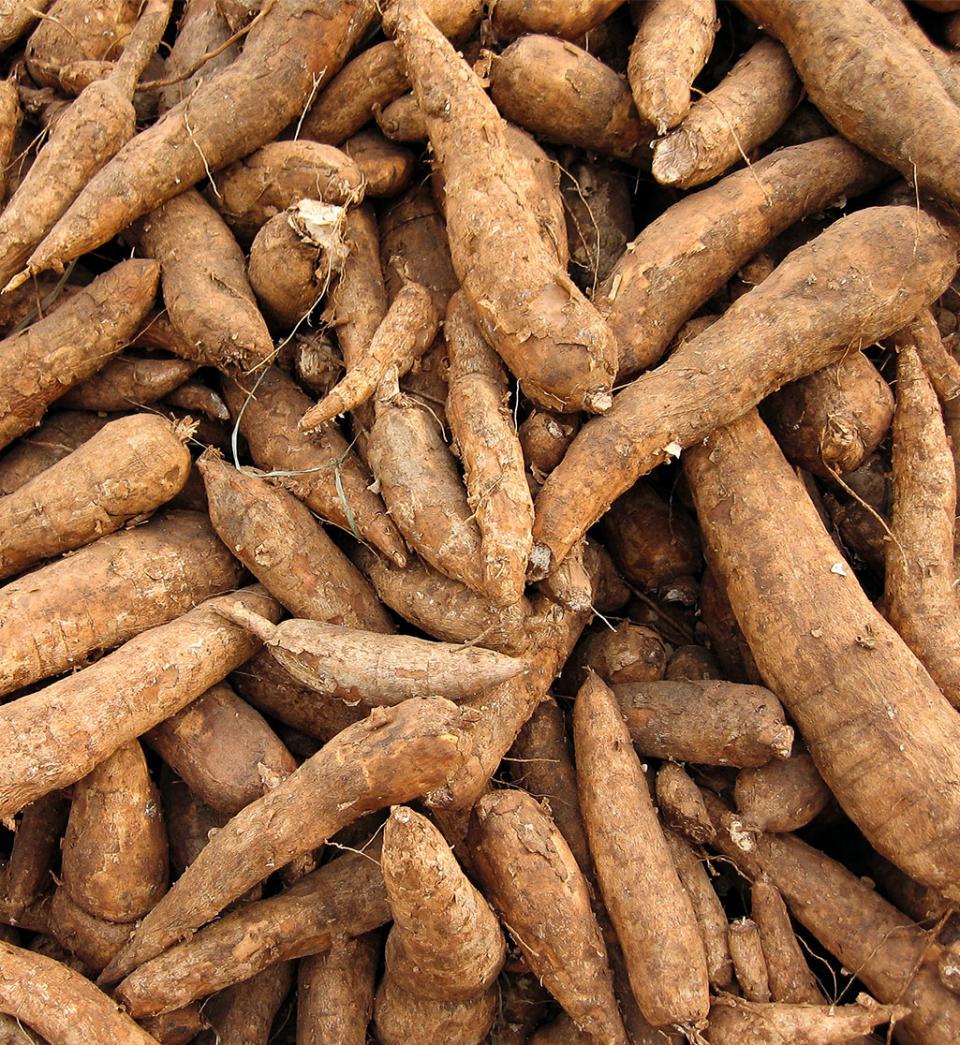 Organic tapioca roots for tapioca starch