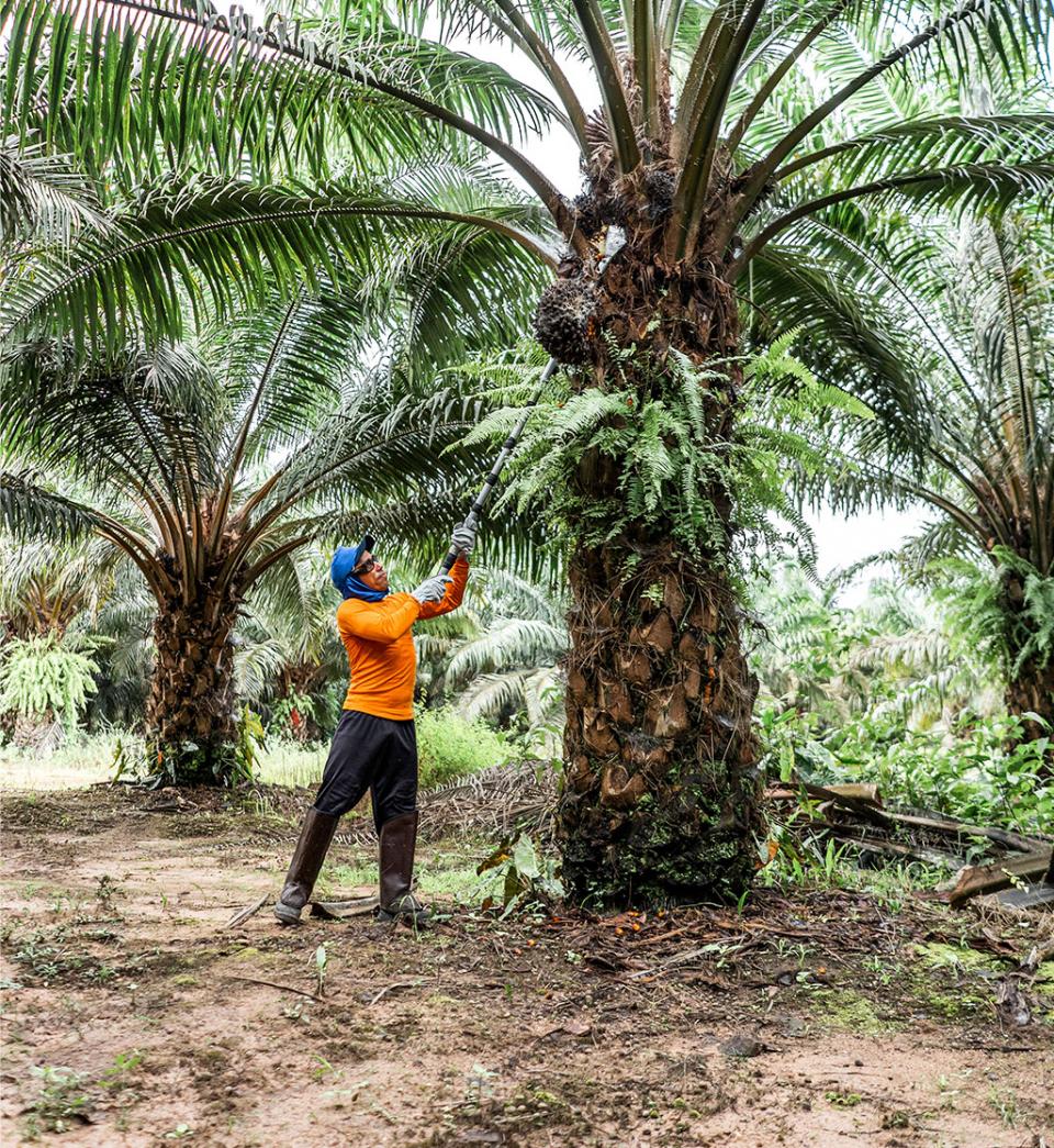 Harvesting organic palm fresh fruit bunches Brazil