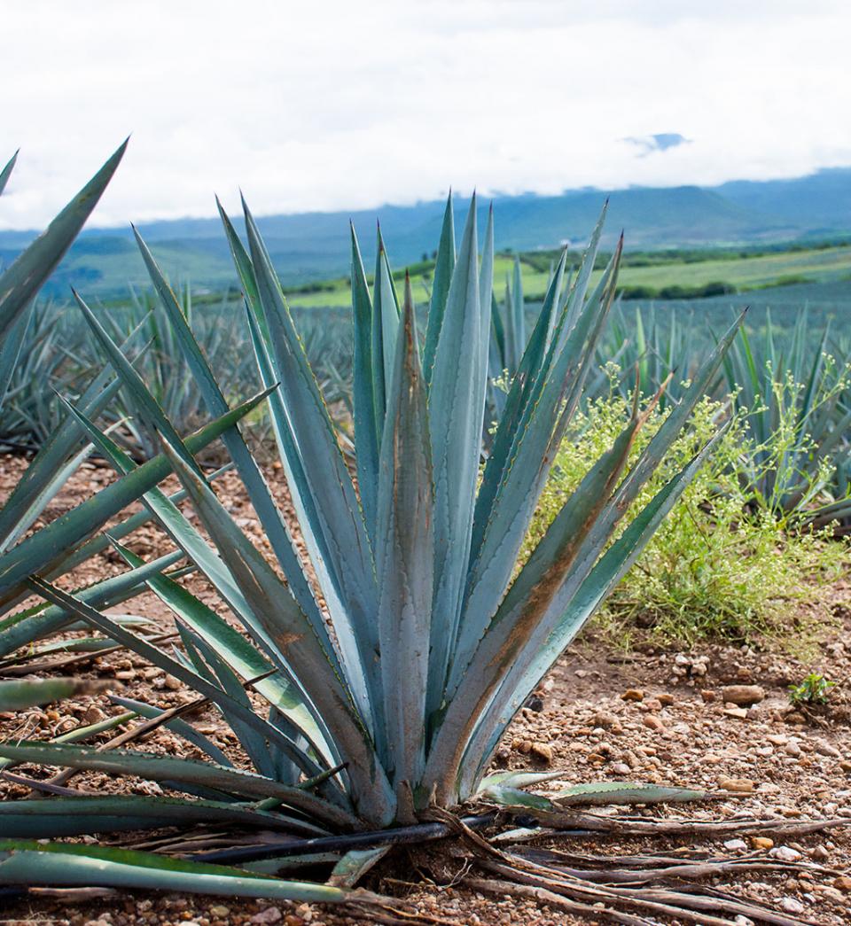 Organic agave plantation for agave syrup and inulin