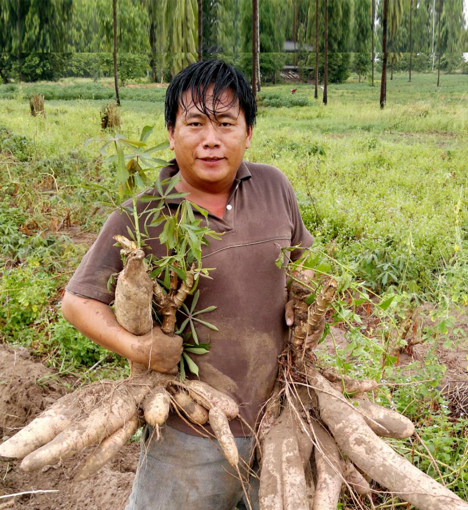 Organic tapioca farmer Thailand