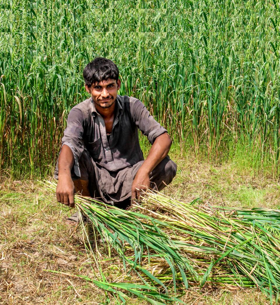 Pakistan rice farmer